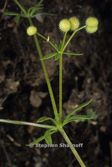 galium aparine 1 graphic